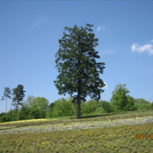 o0800060012602418079