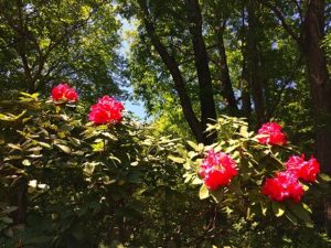 IMG_8903