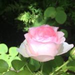 ピンク薔薇つぼみ