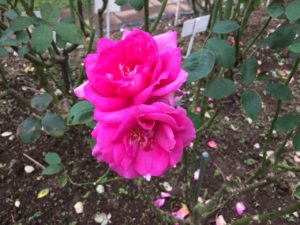 ピンク薔薇2