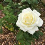 白バラ